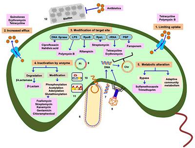 Foodborne Pathogenic Vibrios: Antimicrobial Resistance